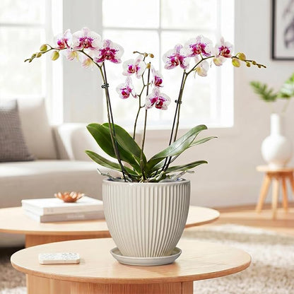 6 Inch Planter, Ceramic Pots for Plants Indoor, Decorative Plant Pots with Drainage Hole and Saucer, Round Flower Pot, Modern Small Planter, Office Decor, Gifts for Plant Lovers, Cream White
