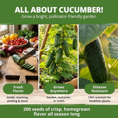 HOME GROWN Organic Marketmore Cucumber Seeds 200+ Heirloom Non-GMO Seeds for Planting, High Germination, Hardy & Vigorous Slicing Cucumber, Trellis & Raised Bed Garden (Cucumis sativus)