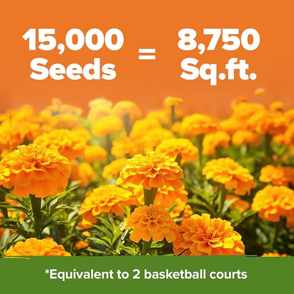 HOME GROWN Crackerjack Marigold Seeds 2.05oz - 15,000 Flower Seeds Planting Outdoor, Large Bulk Pack, High Germination, Companion Planting, Orange (Tagetes erecta)