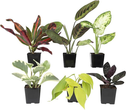 Easy to Grow Houseplants (6PK), Live House Plants in Plant Containers, Growers Choice Plant Set in Planters with Potting Soil Mix, Home Decor Planting Kit or Outdoor Garden Gifts by Plants for Pets