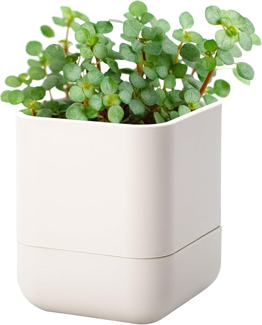 Phoenix Vine 4.5 Inch Wall Mounted Self-Watering Planter Pot for Indoor Houseplants and Herbs | Hanging Planter for Window Sills, Bathroom Walls, Home & Office Décor, Oatmeal, Set of 1, 01-B-G-1