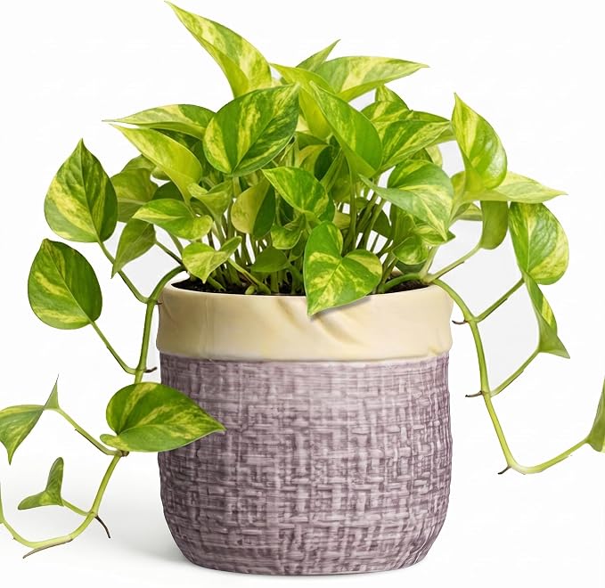 6 Inch Planter, Ceramic Pots for Plants, Round Flower Pots, Purple | Decorative Plant Pot with Drainage Hole, Boho Flower Pot for Indoor Plants, Apartment Decor, Birthday Gift for Women