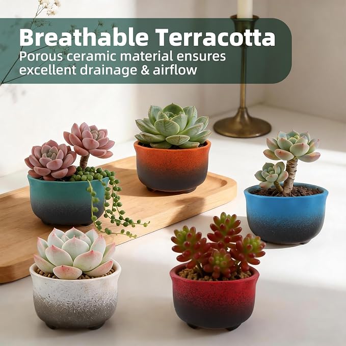 Small Ceramic Garden Pots Succulent Plant Planter Container with Drainage Set of 5 for Home Office Decor