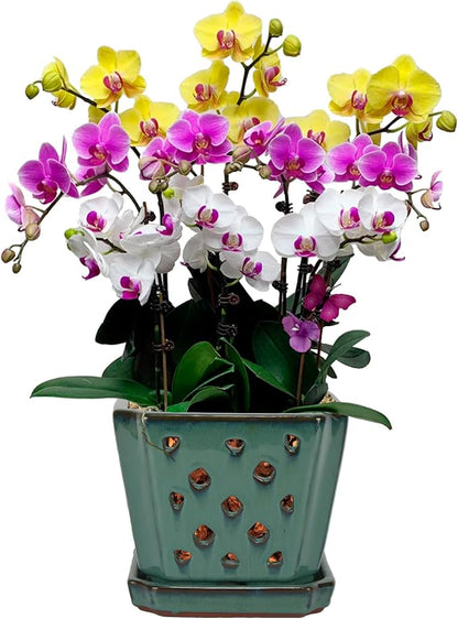 W&W Orchid Pot with Holes and Saucer for Repotting, Green, 7"