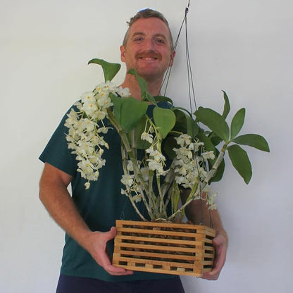 Orchid Basket Making Kit for 3 Strong 12 Inches Wide Hanging Orchid Baskets for Outdoors with Hangers, for Orchids, Staghorn Ferns, Handmade Rustic Wood Vanda Baskets, Staghorn Fern Mount