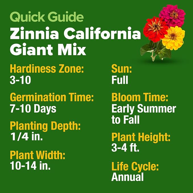 HOME GROWN Zinnia Seeds for 2026 - California Giant Mix - 14,600+ (4 oz) Plant Wildflower Blooms Bulk Seeds for Planting Flowers Outside - Pollinator Gardens (Zinnia elegans)