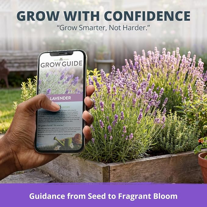 HOME GROWN Non GMO English Lavender Seeds 1,500+ Wildflower Seed for Planting Indoor/Outdoor, High Germination, Plant Flower Seeds (Lavandula antustifolia)