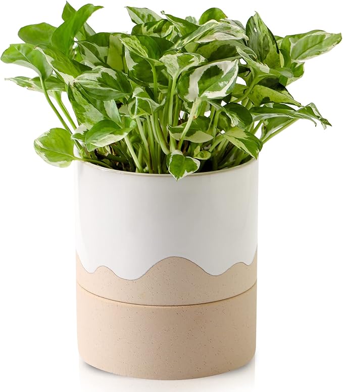 Nihow Ceramic Self Watering Plant Pot for Indoor Plants, 6 Inch,Cream White | Planter with Cotton Wick, Drainage Hole & Water Storage Plus, Cylinder Round Flower Pot, For Succulent/Herbs/Violets