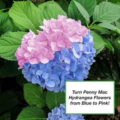 Perfect Plants Garden Lime Soil Amendment 2 qt. | 6lbs | Calcium Carbonate Rich for Horticultural Use | Garden, Lawn, & Potted Plants | Turns Acid Medium Basic (2 qt.)