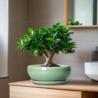 SQOWL Bonsai Planter - 8 Inch Ceramic Succulent Planters for Indoor Plants Outdoor, Shallow Round Planter with Drainage Hole and Saucer, Ceramic Bowl Planters, Home Decor, Birthday Gifts, Green