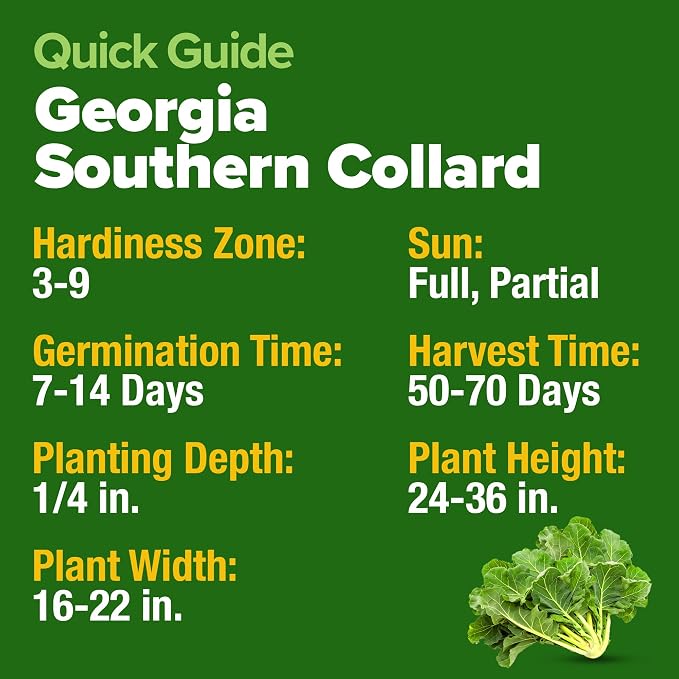 HOME GROWN Collard Greens Georgia Southern 300+ Heirloom Non GMO Seeds for Planting, High Germination, Heat & Cold Tolerant, Slow to Bolt, Nutritious Leafy Greens, Southern Cooking (Brassica oleracea)