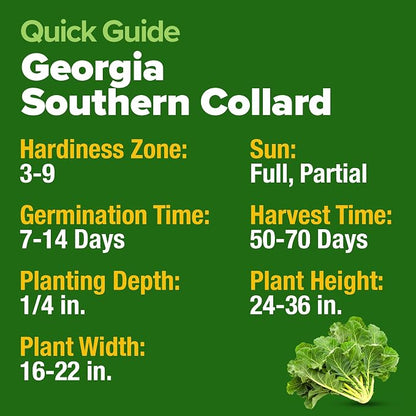 HOME GROWN Collard Greens Georgia Southern 300+ Heirloom Non GMO Seeds for Planting, High Germination, Heat & Cold Tolerant, Slow to Bolt, Nutritious Leafy Greens, Southern Cooking (Brassica oleracea)