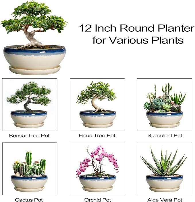 SQOWL Bonsai Tree Pots, 12 Inch Ceramic Succulent Planters, Blue-Beige | Large Bonsai Pot with Drainage Hole and Tray, Shallow Planter Indoor, Bowl Round Planter, Home Decor, Plant Lover Gifts