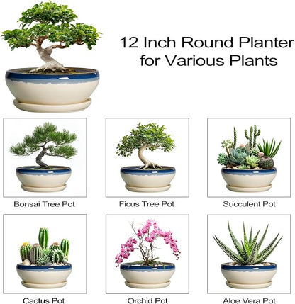 SQOWL Bonsai Tree Pots, 12 Inch Ceramic Succulent Planters, Blue-Beige | Large Bonsai Pot with Drainage Hole and Tray, Shallow Planter Indoor, Bowl Round Planter, Home Decor, Plant Lover Gifts