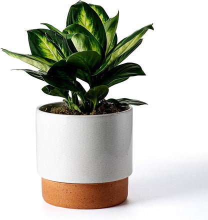 8 Inch Ceramic Self Watering Planter with Drainage Hole, Grey | Indoor Plant Pot with Water Storage Plus - for African Violet, Herbs & Pothos - Home & Office Decor, Cylinder Round