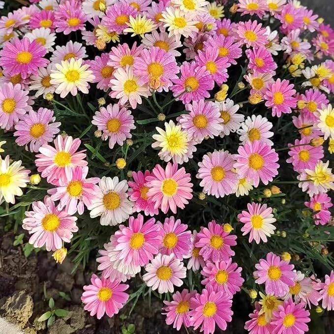 1000 Pyrethrum Seeds - Natural Mosquito Repellent Plants, Multi-Color Blooming Potted Flowers for Gardens, Cold-Hardy & Low-Maintenance