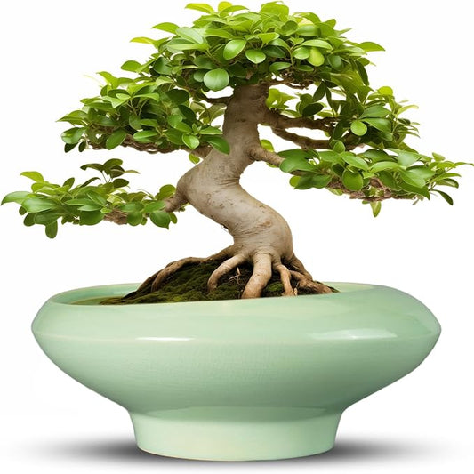 Ceramic Bonsai Pots - Large Succulent Planter 13 Inch Plant Pot Indoor Succulent Pot with Drainage Hole Outdoor Planter Bonsai Tree Pot for House Home Garden Office Decor Green