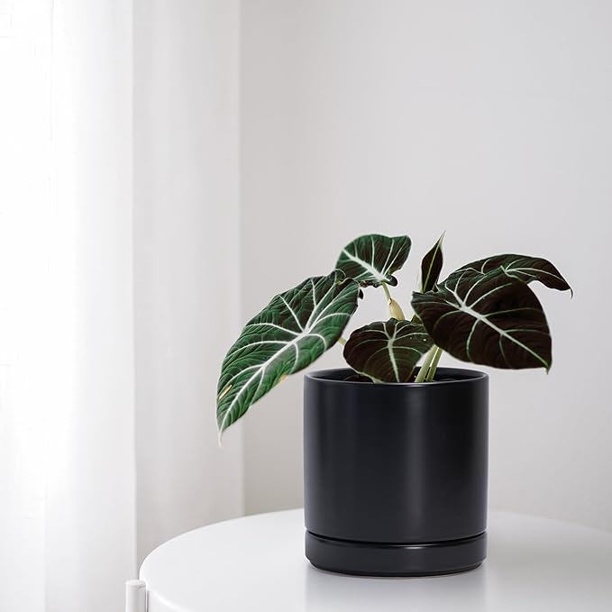 D'vine Dev 6.5 Inch Ceramic Planter Pot, Black, 94-O-C-2 | Modern Cylinder Design, Drainage Hole & Saucer Included, Stable Structure, Elegant Home Accent