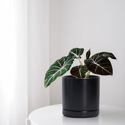 D'vine Dev 6.5 Inch Ceramic Planter Pot, Black, 94-O-C-2 | Modern Cylinder Design, Drainage Hole & Saucer Included, Stable Structure, Elegant Home Accent