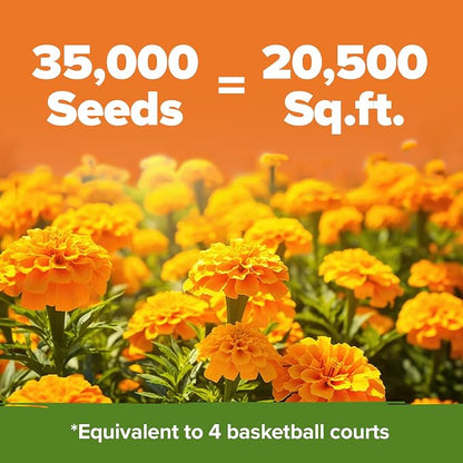 HOME GROWN Crackerjack Marigold Seeds | 4 oz / 35,000 Flower Seeds Planting Outdoor | Large Bulk Pack | High Germination, Wildflower Seed | Companion Planting