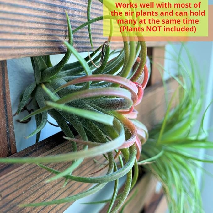 ShopLaLa Wall Planter - Wooden Hanging Planter for Indoor Plants, Plant Stand, Air Plant Succulent Holder, Vertical Garden. Large Wall Decor for Living Room, Room Decor for Teens, 90cm (35.4") | Air Plant Succulent Holder, Plant Stand, Vertical Garden ...