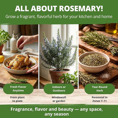 HOME GROWN Non GMO Rosemary Seeds Pack - 150 High Germinating Heirloom Herb Seeds for Planting in Indoor or Outdoor Herb Gardens (Salvia rosmarinus)