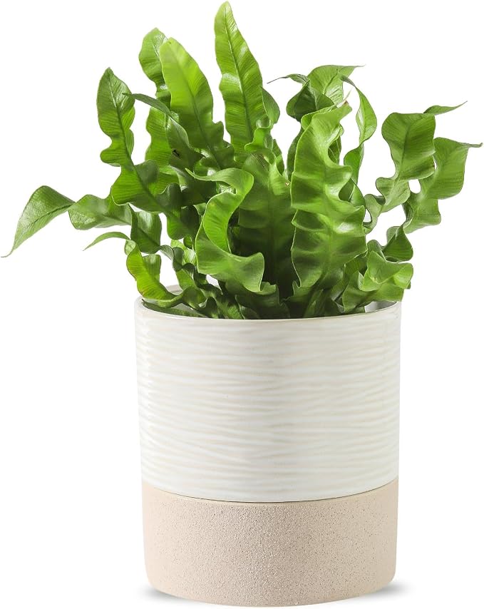 Nihow Ceramic Self Watering Plant Pot for Indoor Plants, 4.5 Inch | Drainage Hole, Water Storage Plus, Indoor & Outdoor, Cylinder Flower Pot, For Herbs/Violets