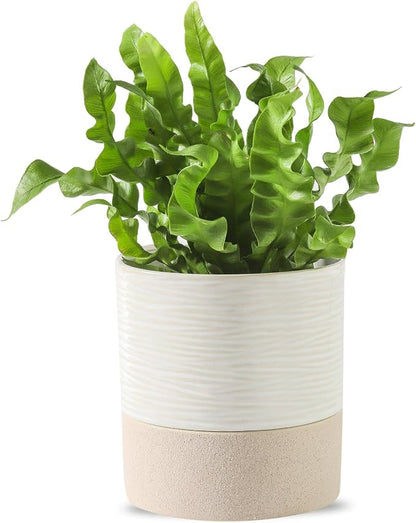 Nihow Ceramic Self Watering Plant Pot for Indoor Plants, 4.5 Inch | Drainage Hole, Water Storage Plus, Indoor & Outdoor, Cylinder Flower Pot, For Herbs/Violets