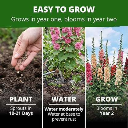 HOME GROWN Hollyhock Chater's Double Mix 100 Seeds (0.9g) – Biennial Blooms Year 2, Double Flower Hollyhock Seeds for Planting, Perennial Reseeding, Cottage Garden, USDA Zones 3–9 (Alcea rosea)