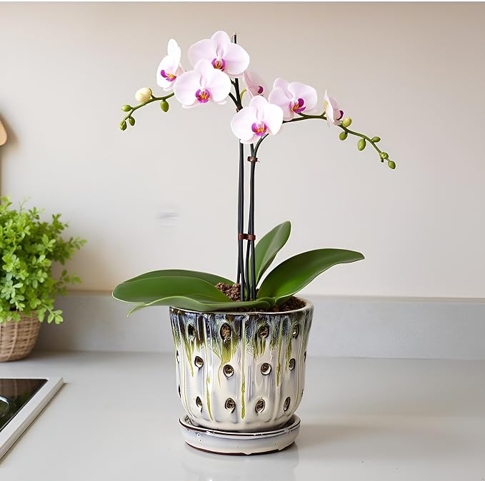 Orchid Pots 4.9 inch Round Ceramic Orchid Pots with Holes Set of 2 (SkyBlue+White with Lemon Green)