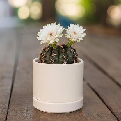 D'vine Dev 3.5 Inch Ceramic Planter Pot, Oatmeal, 94-O-A-8 | Modern Cylinder Design, Drainage Hole & Saucer Included, Stable Structure, Elegant Home Accent