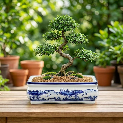 Blue and White Ceramic Bonsai Pot Large Shallow Bonsai Trees Pot Planter for Outdoor Use, 9" Ceramic Plant Pots with Drainage Hole for Cacti, Orchids, Succulents, Bonzie Tree Pots for Patio, Garden