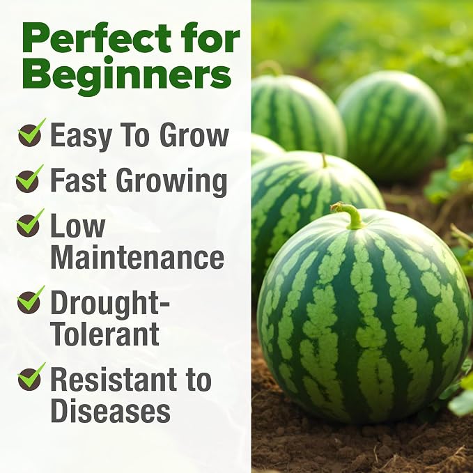 HOME GROWN Organic Crimson Sweet Watermelon Seeds 15+ Heirloom Non-GMO, High Germination, Honey Sweet Summer Fruit, Striped Skin, Home Garden & Raised Beds, High Sugar Content (Citrullus lanatus)