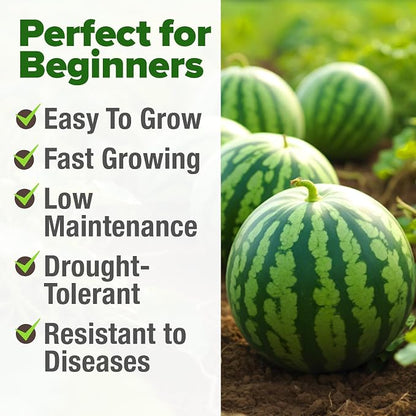 HOME GROWN Organic Crimson Sweet Watermelon Seeds 15+ Heirloom Non-GMO, High Germination, Honey Sweet Summer Fruit, Striped Skin, Home Garden & Raised Beds, High Sugar Content (Citrullus lanatus)