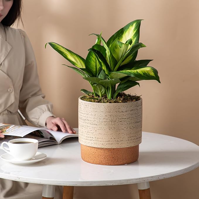 8 Inch Ceramic Self Watering Planter with Drainage Hole, Brush | Indoor Plant Pot with Water Storage Plus - for African Violet, Herbs & Pothos - Home & Office Decor, Cylinder Round