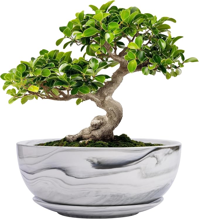 G EPGardening Bonsai Pots, 8 Inch Marble Pattern Ceramic Succulent Pot with Drainage Hole and Plant Saucer, Large Round Planter for Indoor Outdoor Plants, Modern Flower Pot, Plants Lovers Gifts, Grey