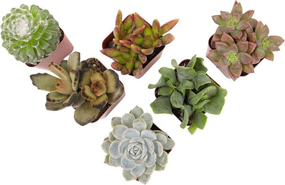 Succulents Plants Live (6PK) Potted Succulent Plants Live House Plants, Cactus Plants Live Plants Indoor Plants Live Houseplants, Indoor Plant Succulents Live Plant House Plant by Plants for Pets