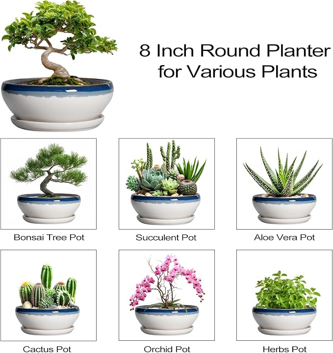 SQOWL Bonsai Pots Ceramic - 8 Inch Succulent Planters Indoor, Succulent Pot with Drainage Hole and Tray, Shallow Ceramic Plant Pot, Round Bowl Planter, Porch Decor, Gardening Gift, Blue Off-White