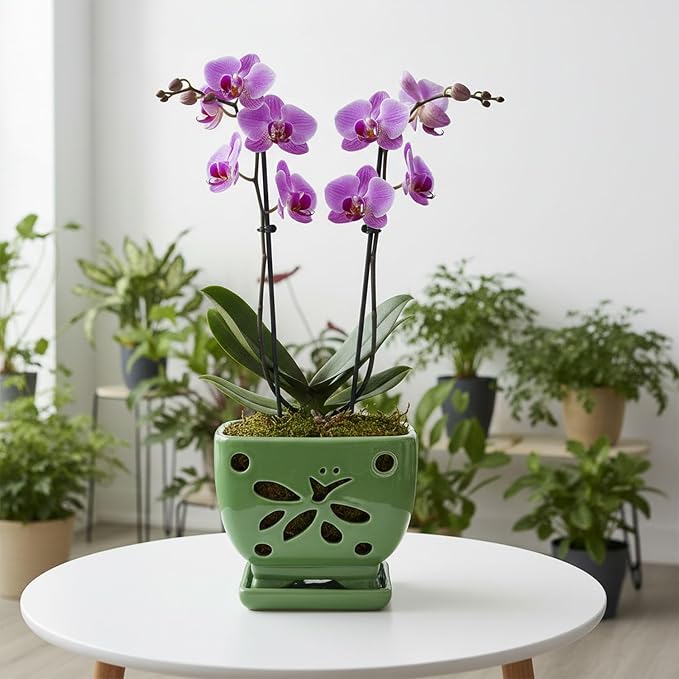 Orchid Pots with Holes Square Ceramic Orchid Planter Pots 5.5 inch (Green)