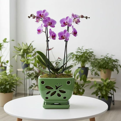 Orchid Pots with Holes Square Ceramic Orchid Planter Pots 5.5 inch (Green)