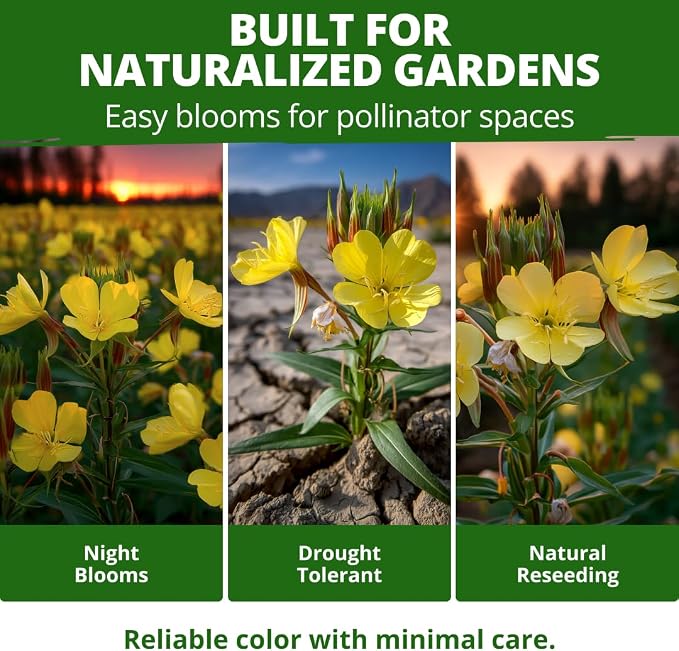 HOME GROWN Evening Primrose (Oenothera Lamarckiana) 575 Non-GMO Seeds, USDA 4-9