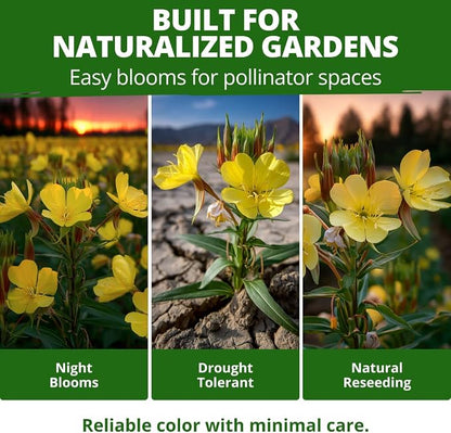 HOME GROWN Evening Primrose (Oenothera Lamarckiana) 575 Non-GMO Seeds, USDA 4-9