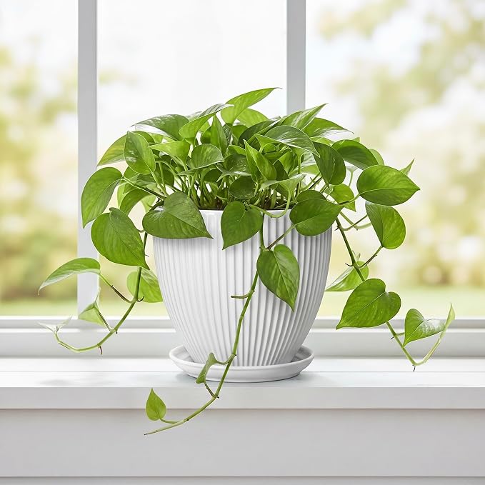 Ceramic Pots for Plants, 6 Inch Plant Pot with Drainage Hole and Saucer, Round Ceramic Flower Pots for Indoor Plants, Modern Small Succulent Planter, Room Home Decor, Plant Lover Gifts, White