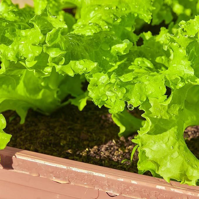 20,000+ Lettuce Seeds, Heirloom Vegetable Seed for Planting Indoor Outdoor, 10 Varieties of Fresh Salad Greens for Hydroponics Kit, Easy to Grow for Garden Beginners, Non-GMO