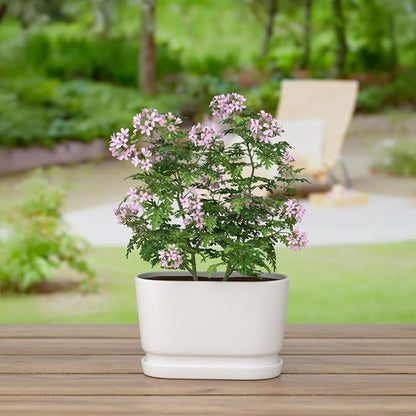 8.9" Rectangular Ceramic Planter with Drainage and Saucer, White | Indoor Outdoor Use, 8.9"L x 4.5"W x 5.3"H, Modern Home Decor, Window Box Planter, Matte White