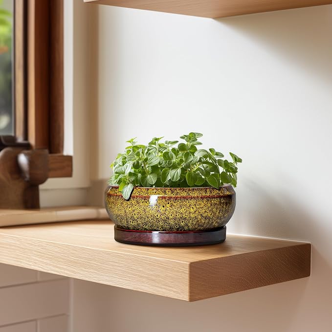 Small Bonsai Pots - 6 Inch Ceramic Succulent Planters with Drainage Hole and Saucer, Shallow Round Planter Indoor Outdoor, Cactus Succulent Pots, Living Room Decor, Plant Lover Gift, Yellow