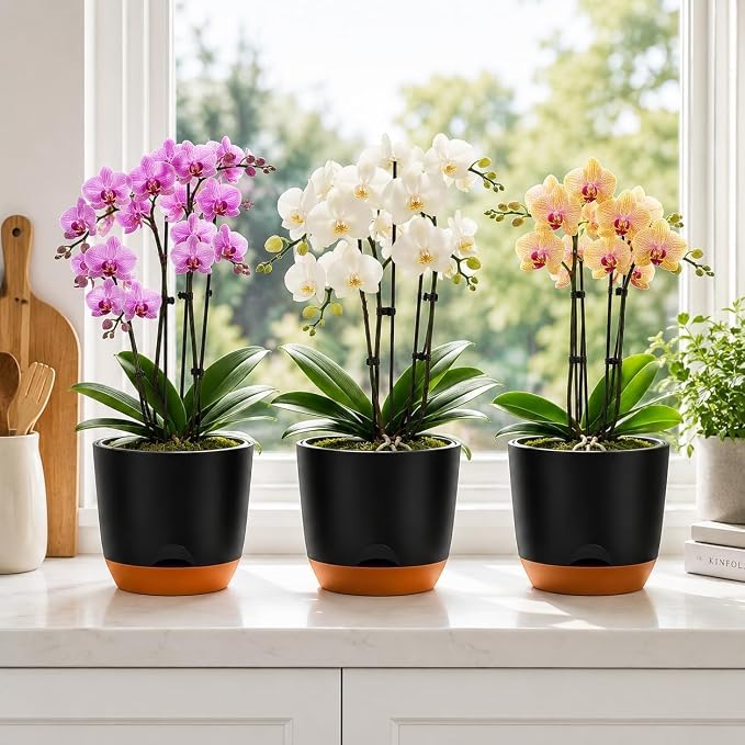 QCQHDU 5.7Inch Orchid Pots with Holes for Repotting, Double-Layer Plastic Self Watering Flower Pots for Indoor Plants with Drainage Holes, Clear Orchid Pot Match Decorative Orchid Container, 3 Packs