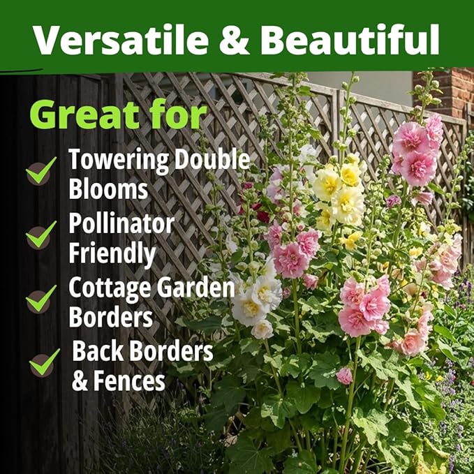 HOME GROWN Hollyhock Chaters Double Mix 2400 Seeds – Holly Hocks Seeds for Planting Spring 2026, Double Flower Hollyhock Seeds, Flower Seeds Perennial Outdoor Garden (Alcea rosea)