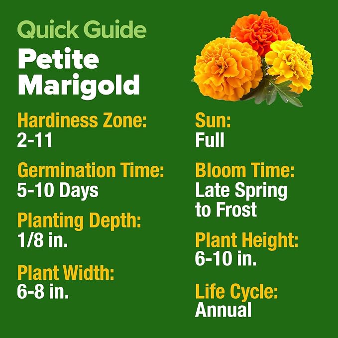 HOME GROWN Petite French Marigold Seeds 329+ Flower Seeds for Planting Outdoors Non GMO Easy to Grow Companion Plant & Quick Blooming Pollinator Heirloom Wildflower Seed (Tagetes patula)