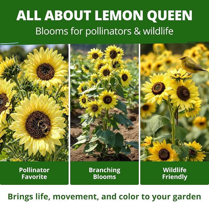 HOME GROWN Lemon Queen Sunflower Seeds for Planting Outdoors – 100 Heirloom Non-GMO Giant Sunflower Seeds to Plant, Open-Pollinated Multi-Bloom Cut Flowers, Heat & Drought Tolerant (Helianthus annuus)
